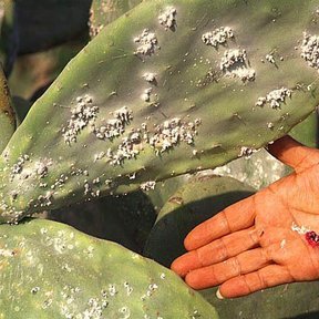 Una mano bajo una penca de nopal cubierta de cochinilla blanca.