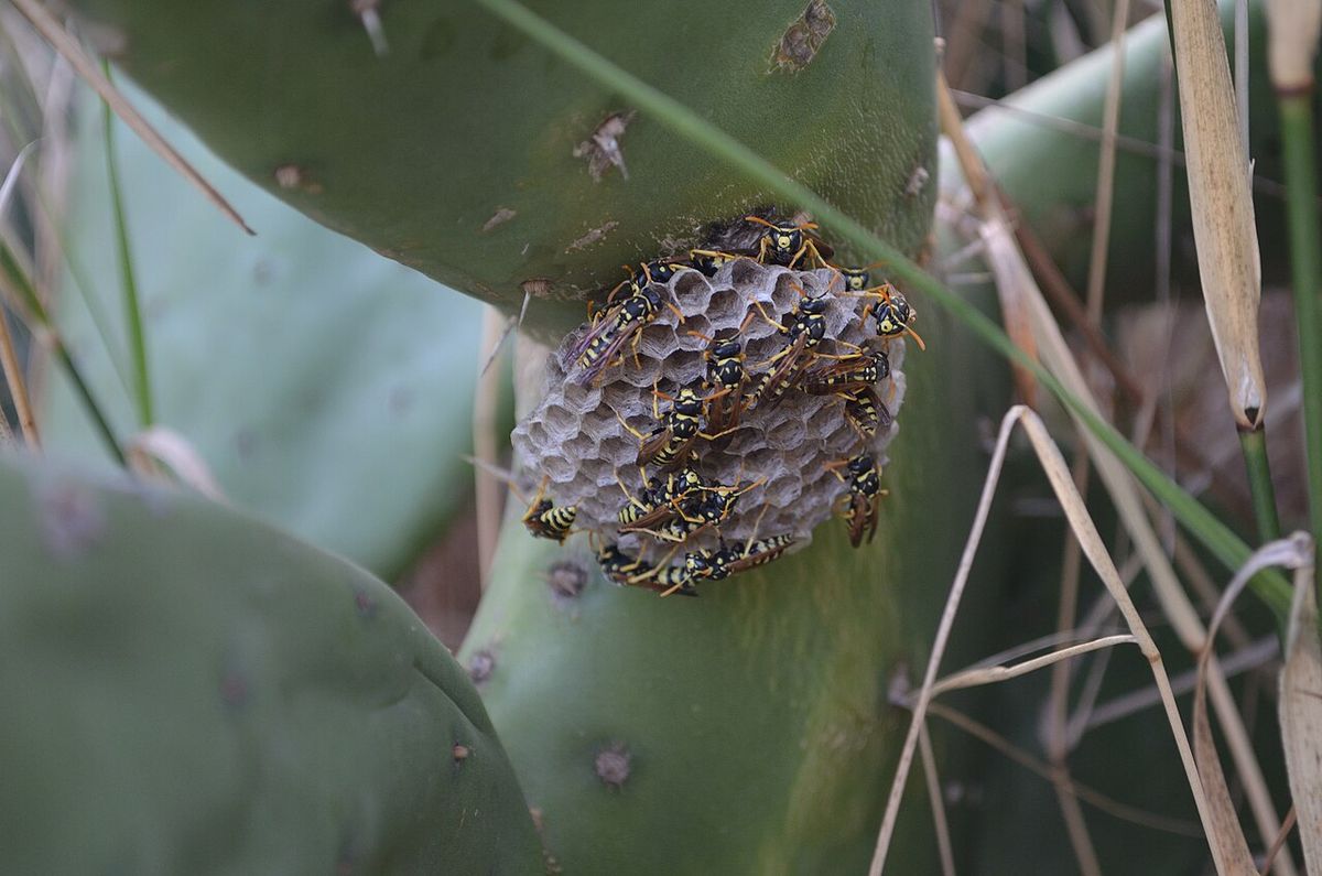 Panal de avispas construido bajo una penca de nopal, entre la hierba seca.