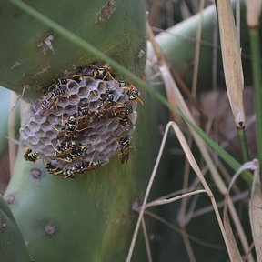 Panal de avispas construido bajo una penca de nopal, entre la hierba seca.