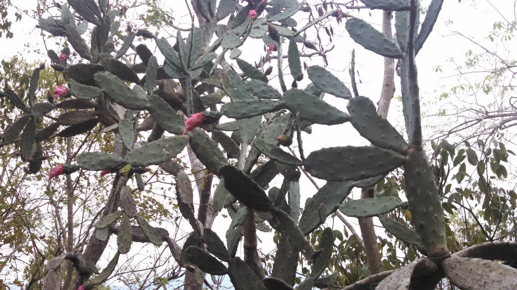 Pencas de lengua de vaca con los frutos rojos maduros contra un cielo blanco.