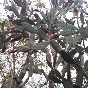 Pencas de lengua de vaca con los frutos rojos maduros contra un cielo blanco.