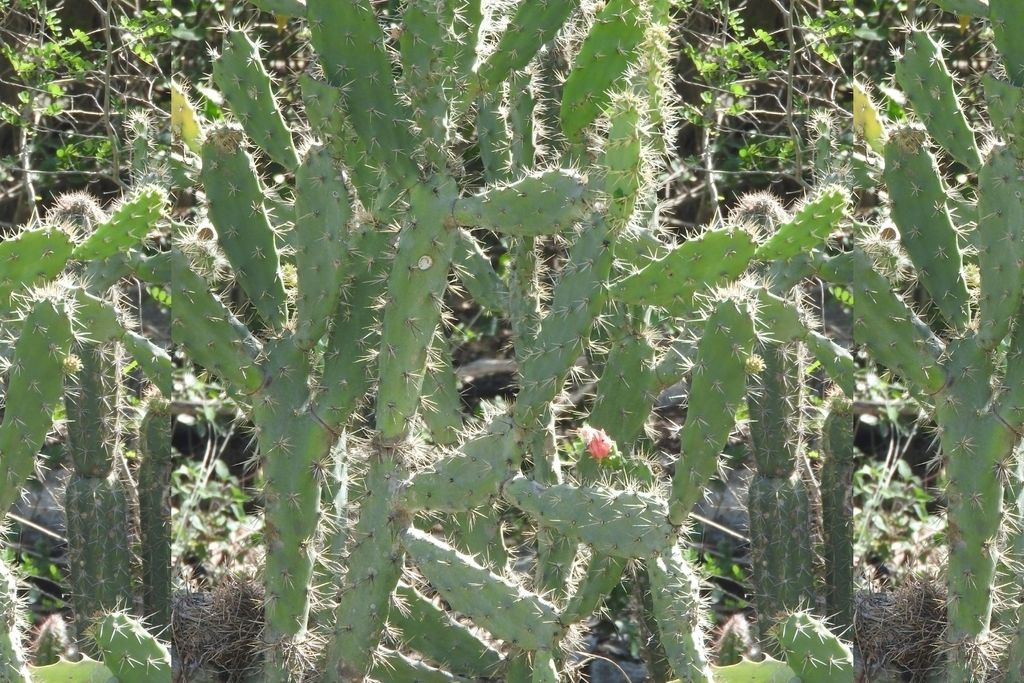 Grupo de nopales columnares y espinosos creciendo muy juntos contra un muro.