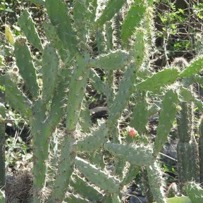Grupo de nopales columnares y espinosos creciendo muy juntos contra un muro.