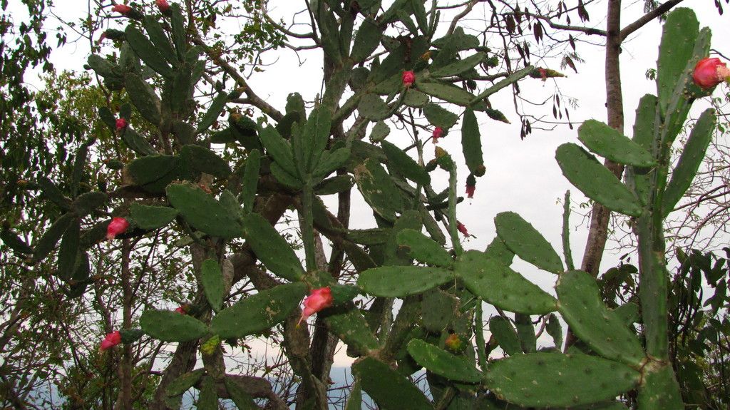Pencas de lengua de vaca cargadas de frutos rojos vistas desde abajo.