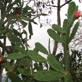 Pencas de lengua de vaca cargadas de frutos rojos vistas desde abajo.