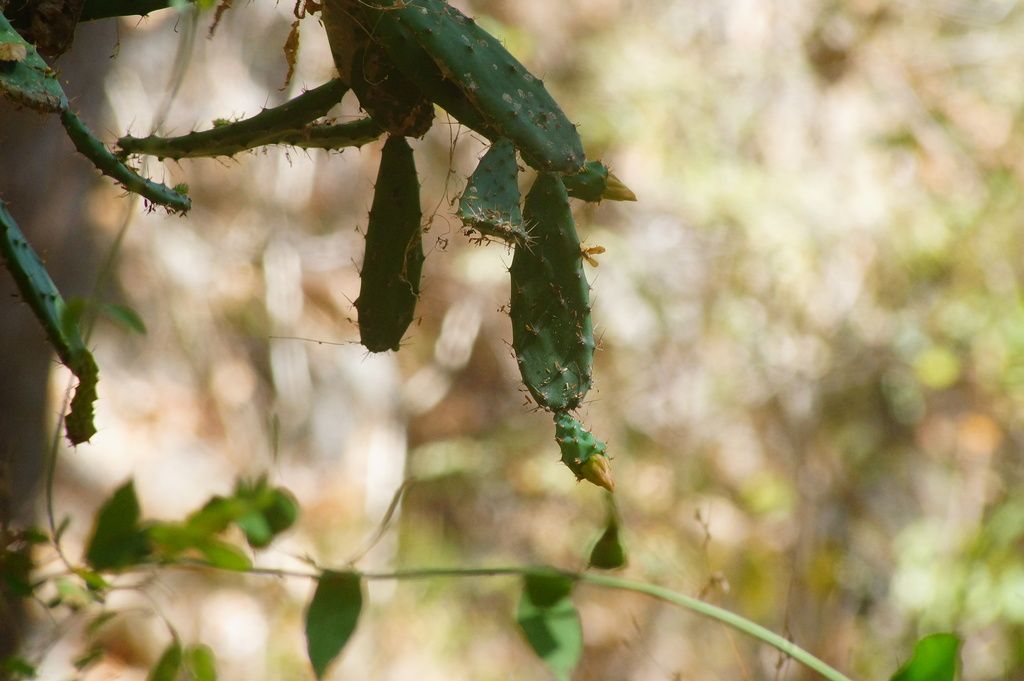 Pencas jóvenes y verdes de lengua de vaca colgando sobre el matorral seco.