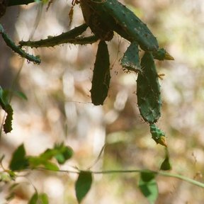 Pencas jóvenes y verdes de lengua de vaca colgando sobre el matorral seco.