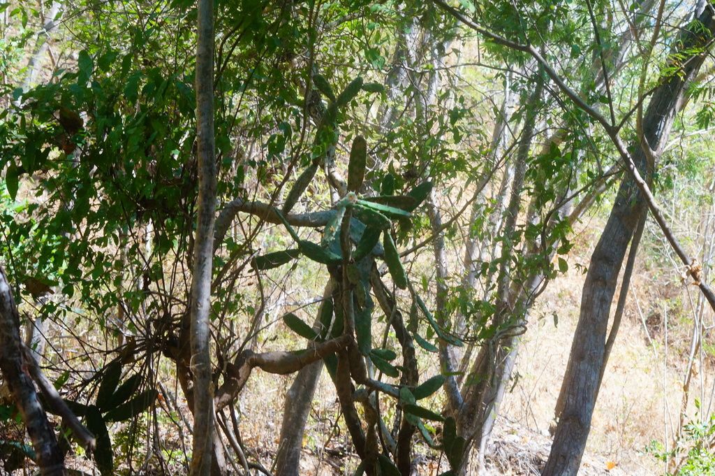 Lengua de vaca entera creciendo entre los troncos delgados de la selva seca.