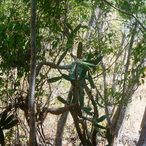 Lengua de vaca entera creciendo entre los troncos delgados de la selva seca.