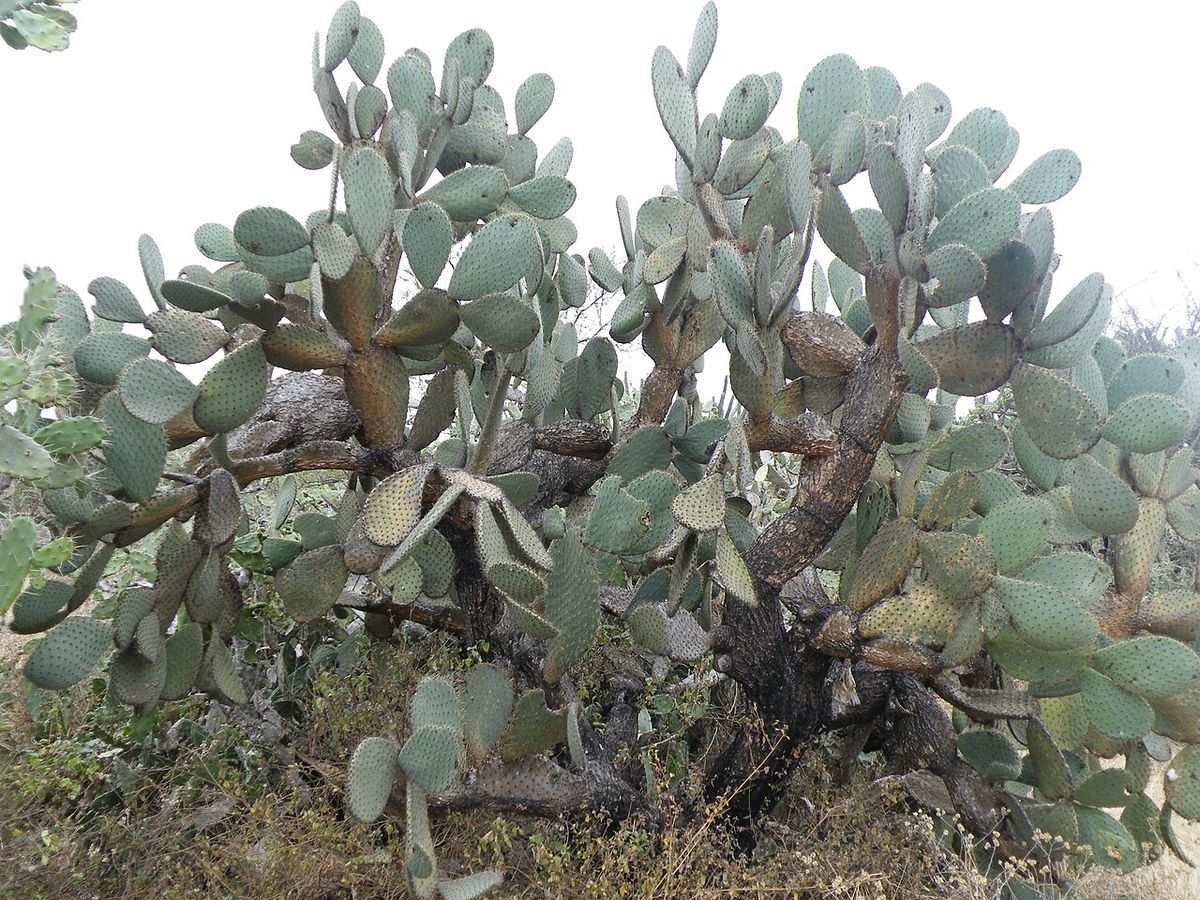 Nopal duraznillo de muchas pencas creciendo sobre un talud de monte seco.