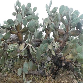 Nopal duraznillo de muchas pencas creciendo sobre un talud de monte seco.