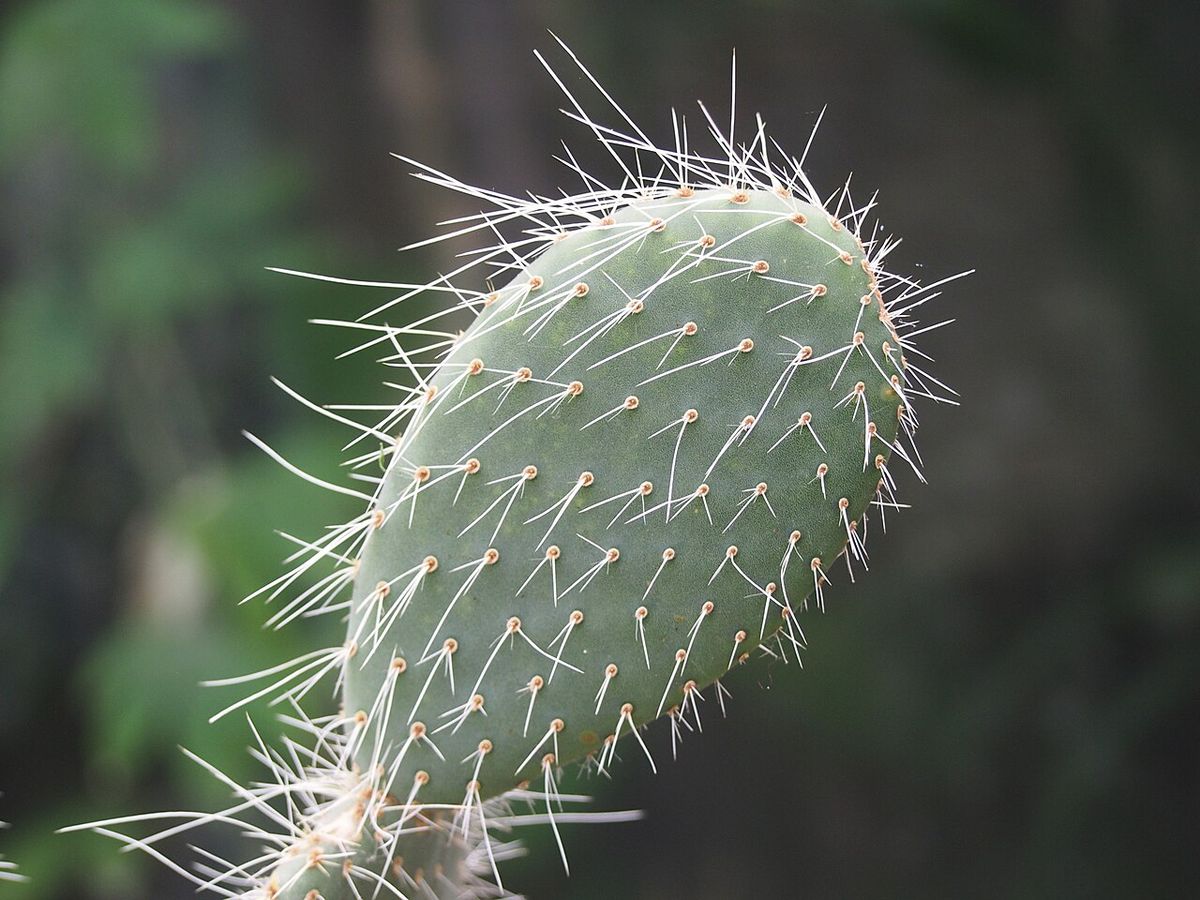 Penca de nopal duraznillo con las espinas blancas, largas y flexibles.