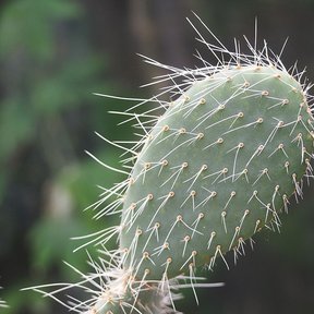 Penca de nopal duraznillo con las espinas blancas, largas y flexibles.