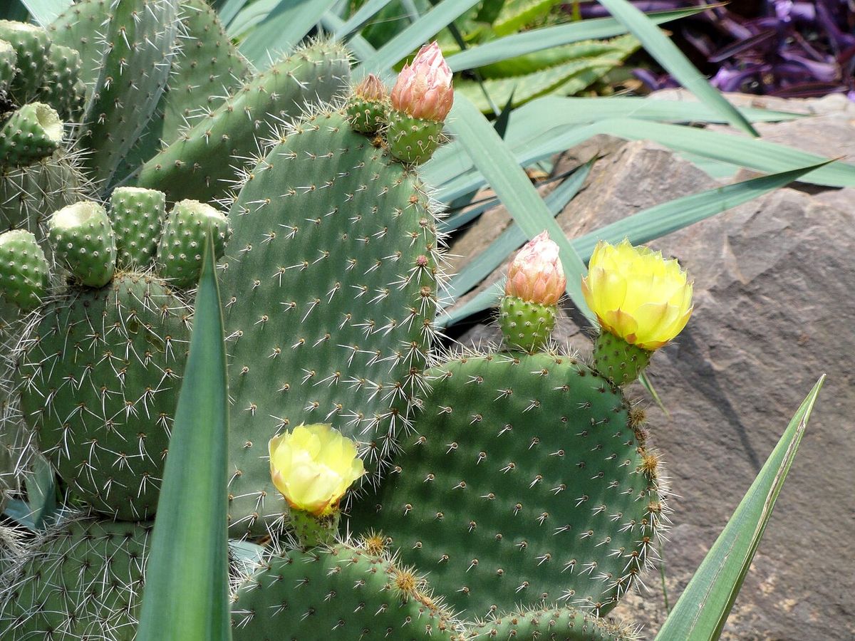 Flores amarillas de nopal duraznillo abiertas en el borde de las pencas.