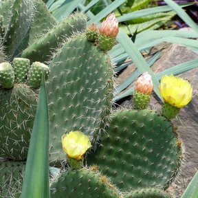 Flores amarillas de nopal duraznillo abiertas en el borde de las pencas.
