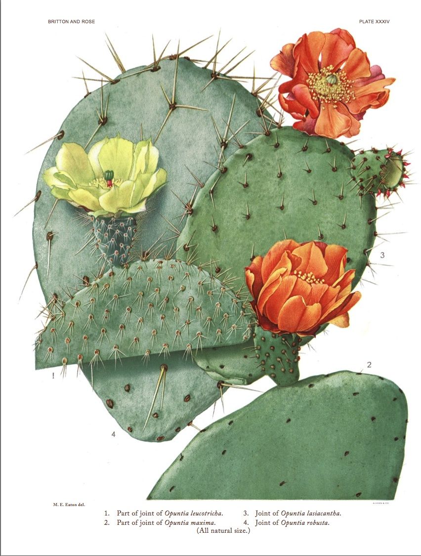 Lámina botánica antigua con pencas de nopal y flores amarillas y anaranjadas.