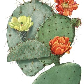 Lámina botánica antigua con pencas de nopal y flores amarillas y anaranjadas.