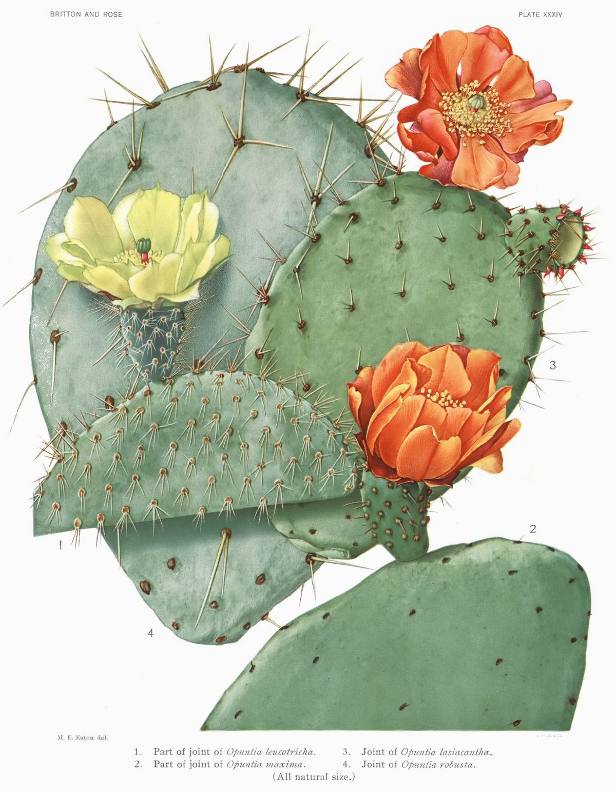 Otra lámina de la misma serie, con las pencas espinosas y las flores abiertas.