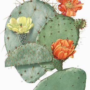 Otra lámina de la misma serie, con las pencas espinosas y las flores abiertas.