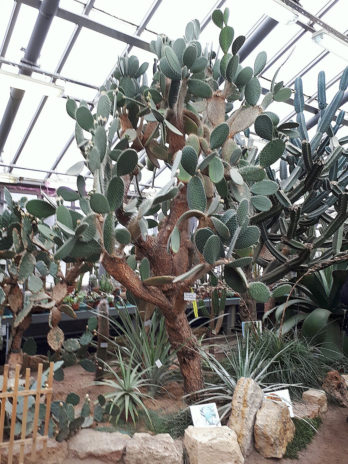 Nopal duraznillo de tronco leñoso creciendo dentro de un invernadero.