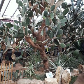 Nopal duraznillo de tronco leñoso creciendo dentro de un invernadero.