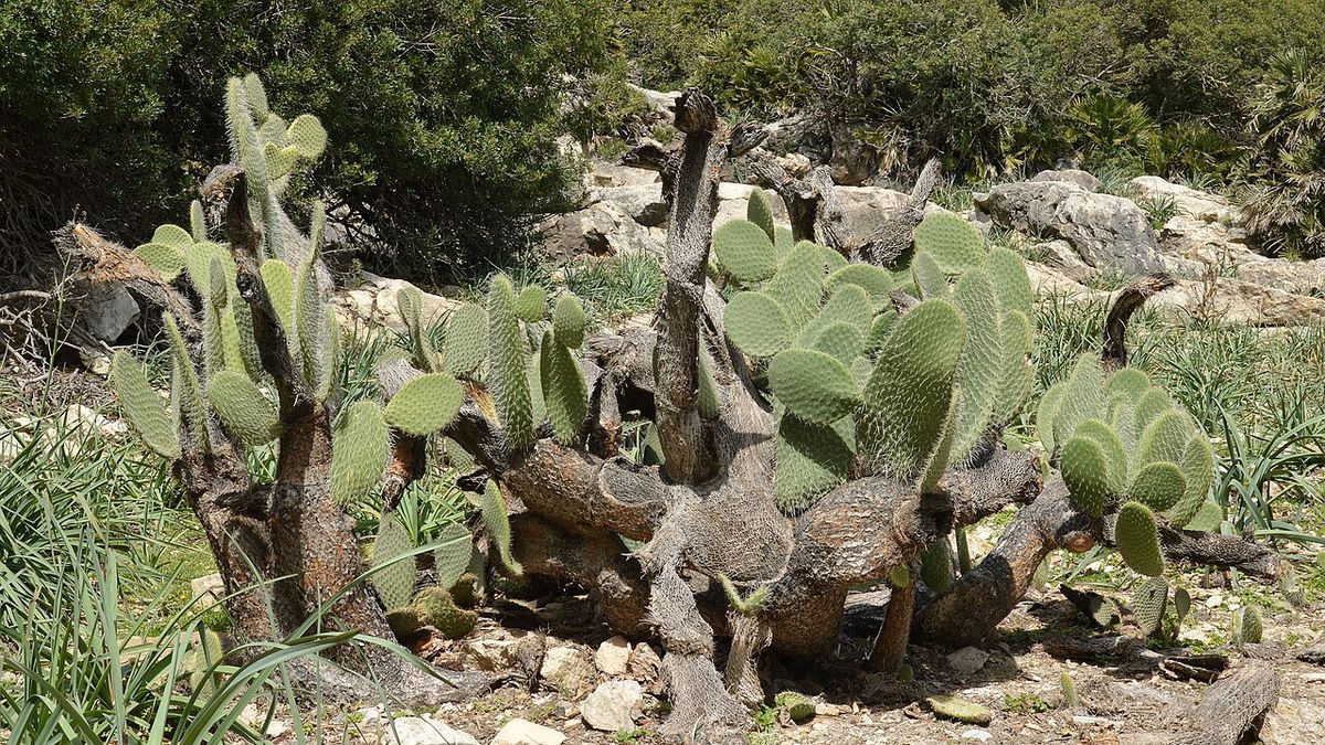 Nopales duraznillo entre rocas claras y pastos secos del matorral.
