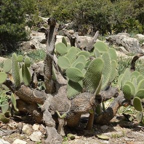 Nopales duraznillo entre rocas claras y pastos secos del matorral.