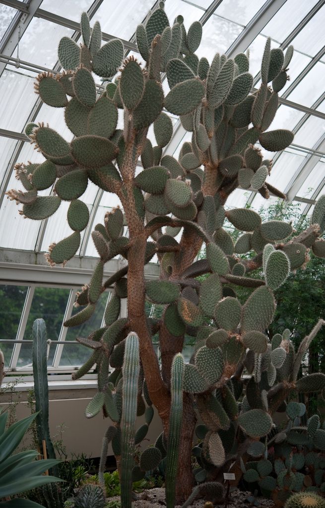 Nopal de crines alto y ramificado creciendo bajo el techo de vidrio de un invernadero.
