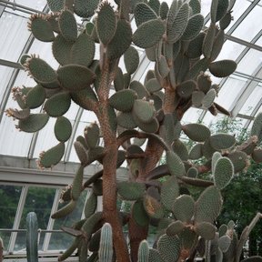 Nopal de crines alto y ramificado creciendo bajo el techo de vidrio de un invernadero.