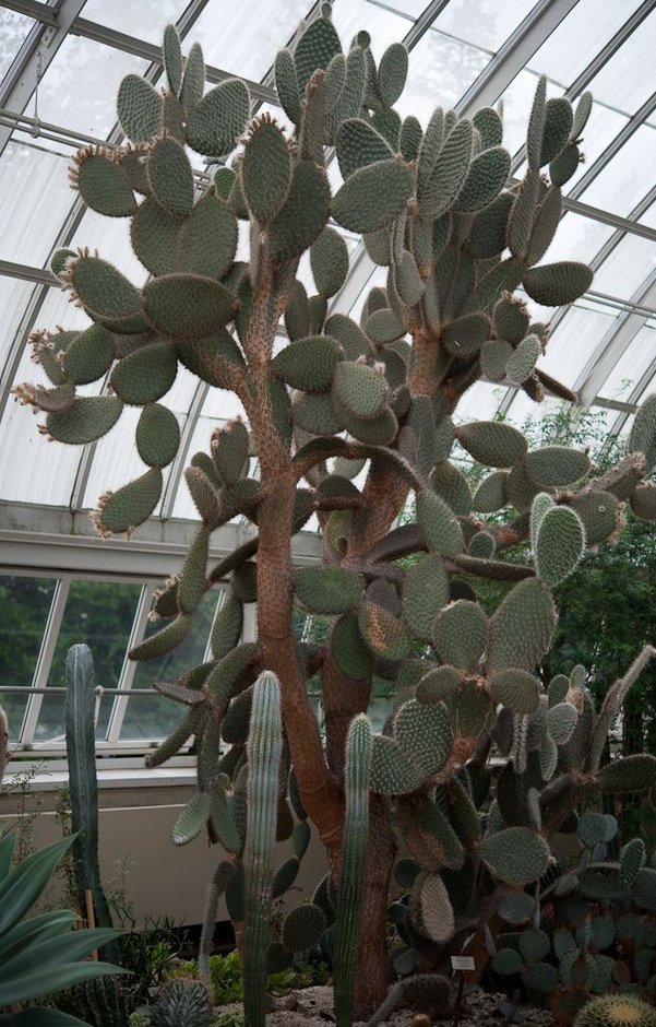 Nopal de crines alto y ramificado creciendo bajo el techo de vidrio de un invernadero.