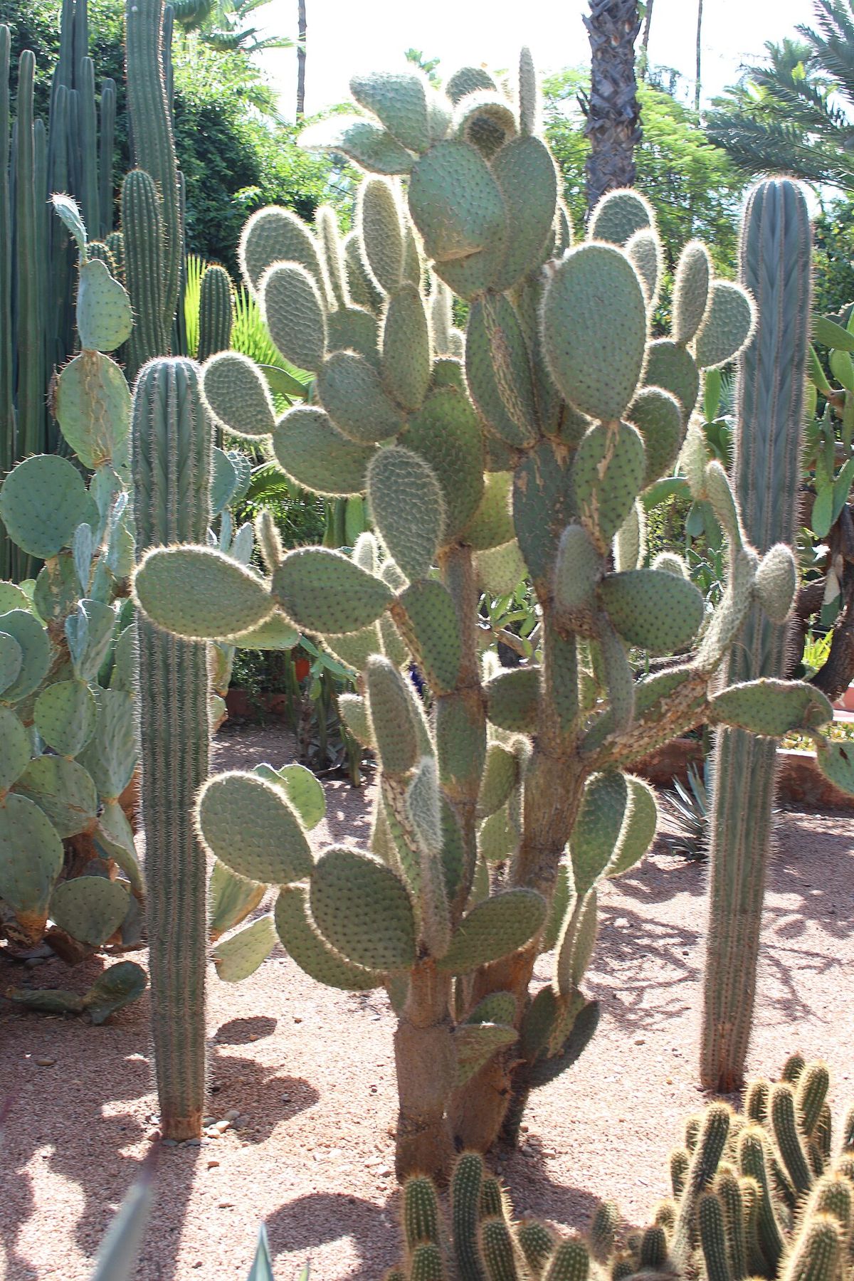 Nopal de crines entre cactos columnares en un jardín de grava.