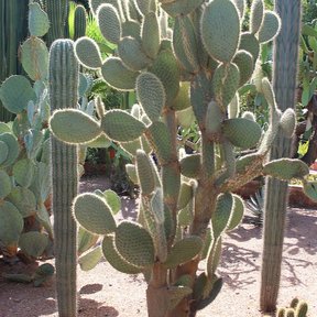 Nopal de crines entre cactos columnares en un jardín de grava.