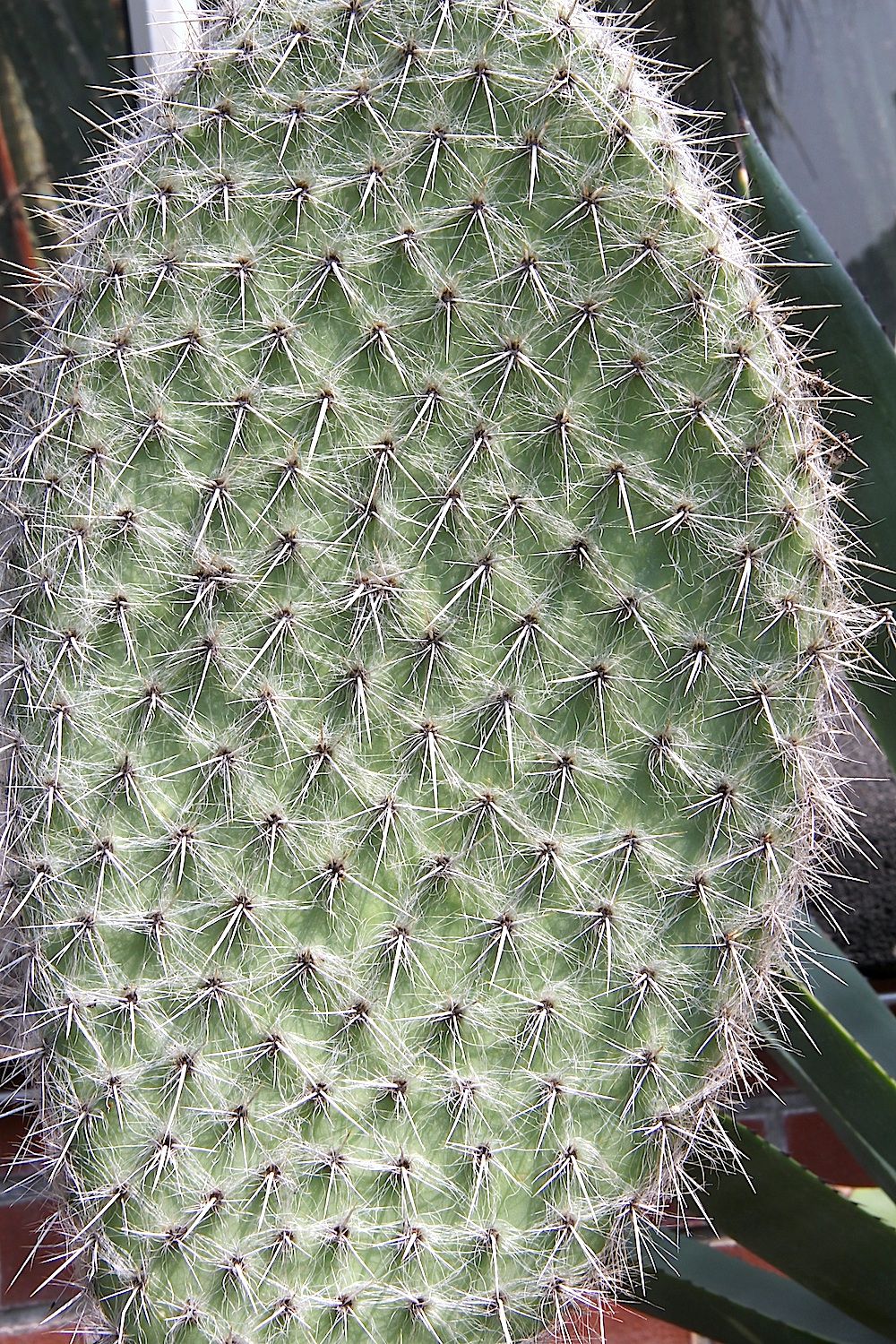 Penca de nopal de crines cubierta de tricomas blancos y sedosos.