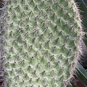 Penca de nopal de crines cubierta de tricomas blancos y sedosos.