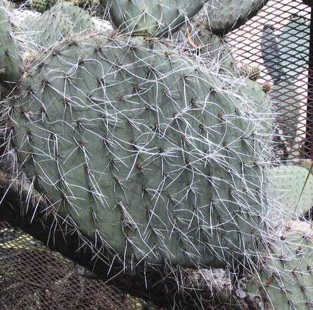 Penca de nopal de crines erizada de espinas blancas y largas, junto a una malla.