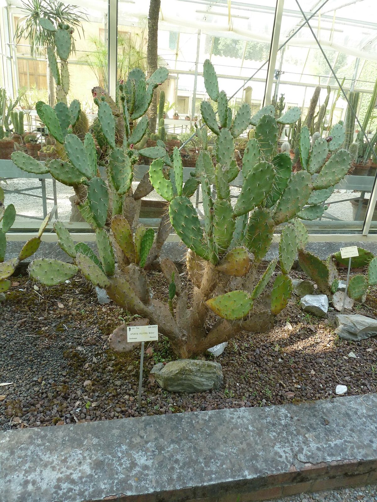 Nopal de crines plantado en un cantero de invernadero, con etiquetas al pie.