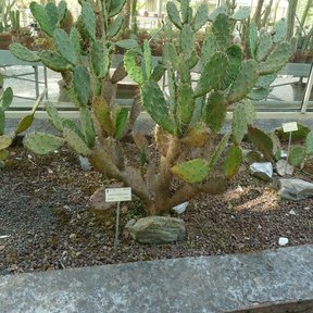 Nopal de crines plantado en un cantero de invernadero, con etiquetas al pie.