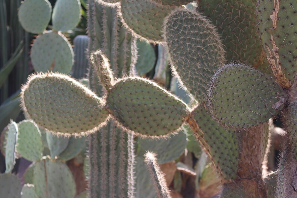 Pencas jóvenes de nopal de crines con las areolas cubiertas de pelos claros.