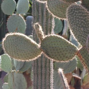 Pencas jóvenes de nopal de crines con las areolas cubiertas de pelos claros.