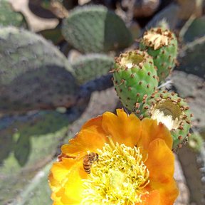 Flor anaranjada de tuna cardona abierta sobre una penca, con una abeja dentro.