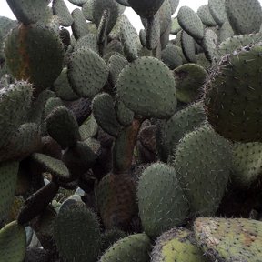 Pencas grisáceas de tuna cardona apiñadas contra un cielo blanco.