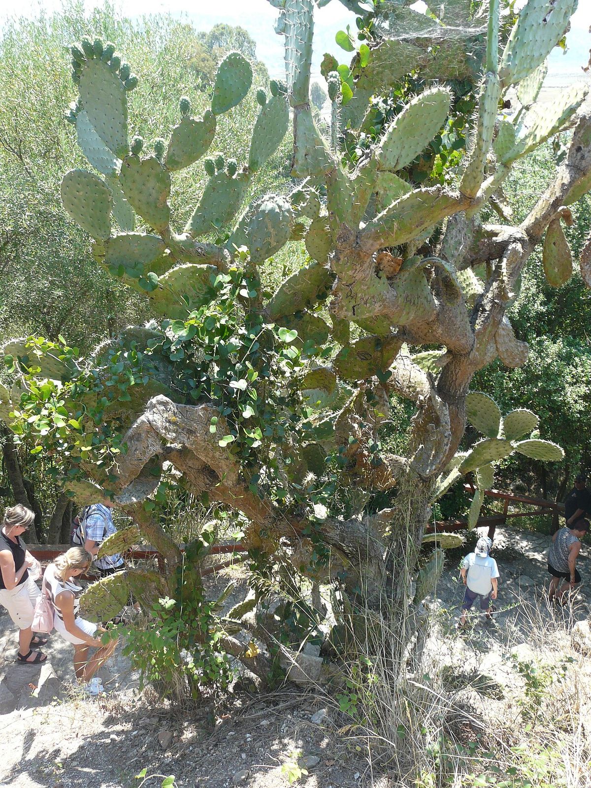 Tuna cardona alta y ramificada en el monte, con personas al pie para la escala.
