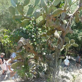 Tuna cardona alta y ramificada en el monte, con personas al pie para la escala.