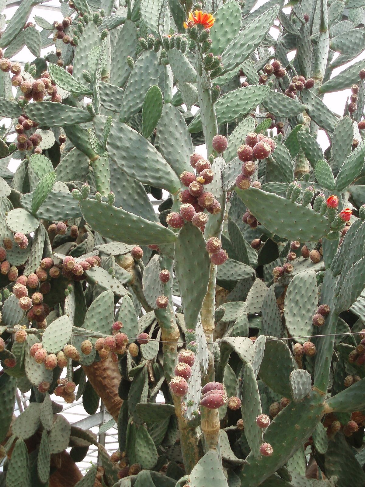 Nopal de San Gabriel cargado de tunas rojizas entre las pencas aterciopeladas.