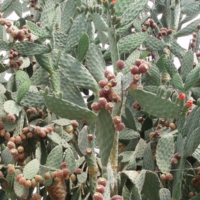 Nopal de San Gabriel cargado de tunas rojizas entre las pencas aterciopeladas.