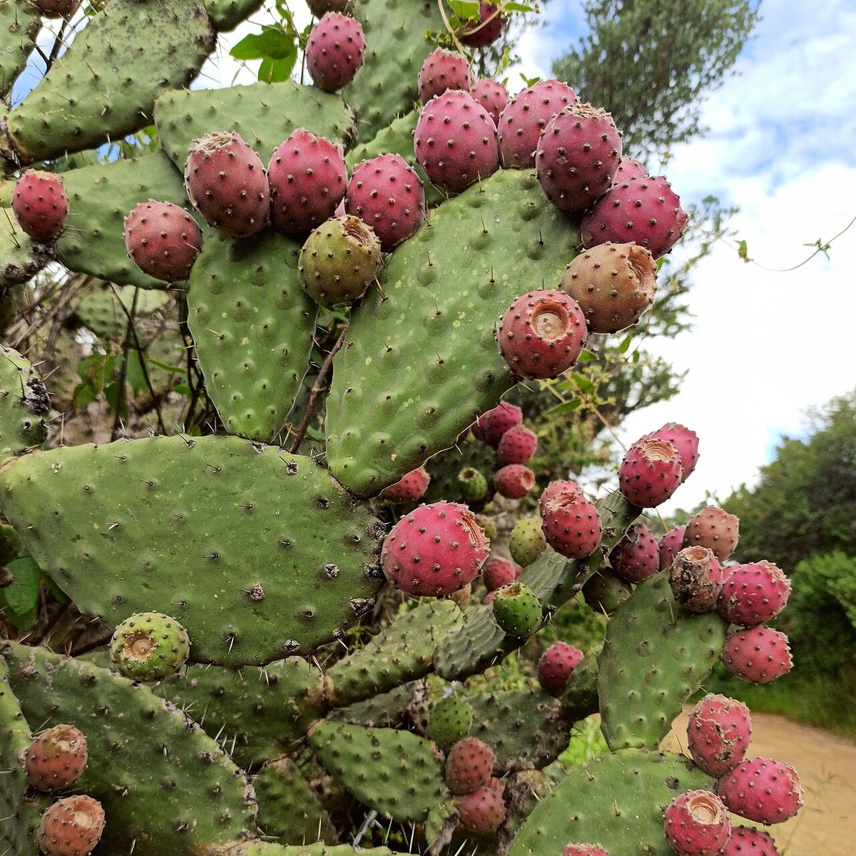 Pencas de nopal con tunas rojas maduras recortadas contra el cielo.