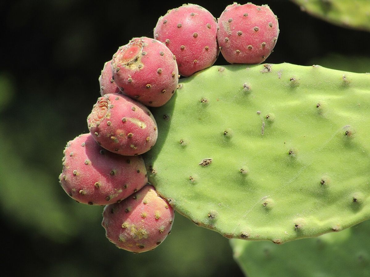 Tunas rosadas alineadas en el borde de una penca verde, muy de cerca.