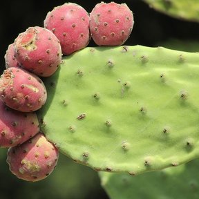 Tunas rosadas alineadas en el borde de una penca verde, muy de cerca.