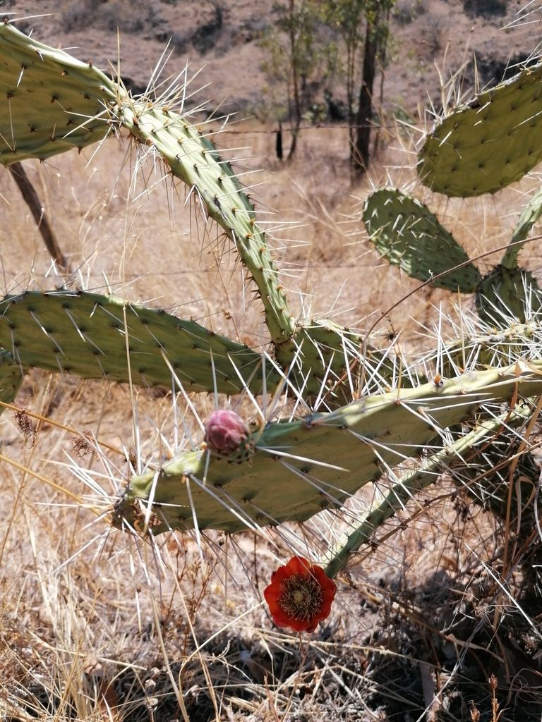 Flor roja abierta en el borde de una penca, entre el pasto seco del monte.