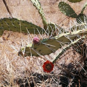 Flor roja abierta en el borde de una penca, entre el pasto seco del monte.